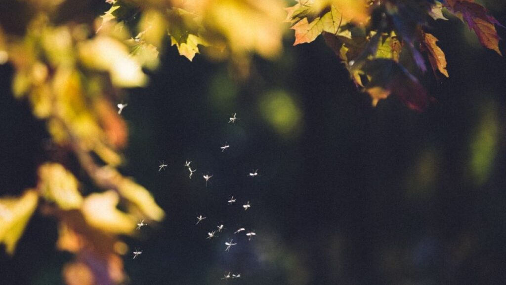 metodi naturali infallibili contro zanzare